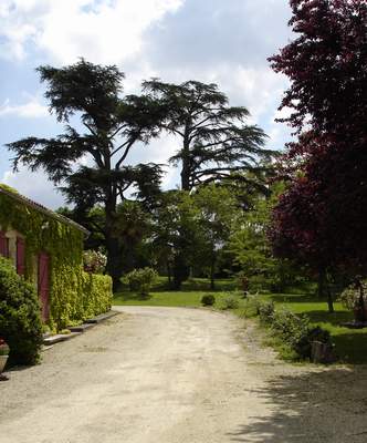 Blick auf die Zedern an der Einfahrt